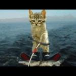 Water ski Cat Celebrate Kitten
