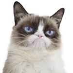  I wish I was blind grumpy cat meme