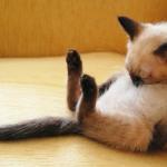 Sleepy Siamese Cat meme