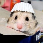 Hamster