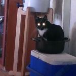cyborg cat in pot | INPUT COMAND: PIZZA ARIVED; COMAND RECIEVED | image tagged in cyborg cat in pot | made w/ Imgflip meme maker
