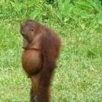 Sad orangutan | I SWEAR, IT WAS THERE YESTERDAY | image tagged in sad orangutan | made w/ Imgflip meme maker