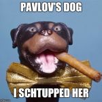 I keed,i keed | PAVLOV'S DOG; I SCHTUPPED HER | image tagged in triumph the insult comic dog,memes,funny memes,funny dogs | made w/ Imgflip meme maker