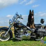 German Shepard bike