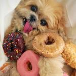 Donut Dog