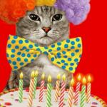 Birthday cat