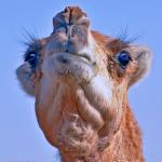 arab camel-piss drinker