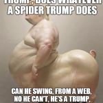 Trump Pig | SPIDER TRUMP, SPIDER TRUMP, DOES WHATEVER A SPIDER TRUMP DOES; CAN HE SWING, FROM A WEB, NO HE CAN'T, HE'S A TRUMP, LOOK OUUUUUUUUUUUUUUT, HE IS A SPIDER TRUUUUUUUUMMP | image tagged in trump pig,spidertrump,spider trump | made w/ Imgflip meme maker