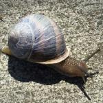 Slow as a snail... meme