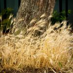 Wheat, tree and nitrous oxide