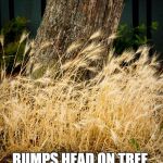 Wheat, tree and nitrous oxide | GETS HIGH ON NITROUS. RUNS THROUGH WHEAT. BUMPS HEAD ON TREE. EXPLAINS EVERYTHING. | image tagged in wheat tree and nitrous oxide | made w/ Imgflip meme maker