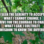 Can you see the forest for leaves | I SEEK THE SERENITY TO ACCEPT WHAT I CANNOT CHANGE. I STRIVE FOR THE COURAGE TO CHANGE WHAT I CAN. I CULTIVATE THE WISDOM TO KNOW THE DIFFERENCE. | image tagged in can you see the forest for leaves | made w/ Imgflip meme maker