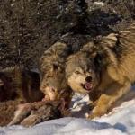 Hungry Wolf Pack