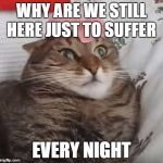 this cat has seen some stuff!!!! | WHY ARE WE STILL HERE JUST TO SUFFER; EVERY NIGHT | image tagged in why are we still here just to suffer every night cat 2,cat,memes | made w/ Imgflip meme maker