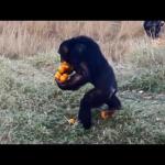 monkey holding oranges