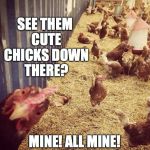 Pimp Chicken | SEE THEM CUTE CHICKS DOWN THERE? MINE! ALL MINE! | image tagged in cute chicks | made w/ Imgflip meme maker