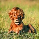 Fabulous Lion