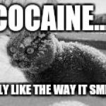 cocaine cat | COCAINE... I ONLY LIKE THE WAY IT SMELLS | image tagged in cocaine cat | made w/ Imgflip meme maker
