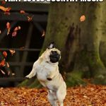 Fall Pug | WHEN YOU FIND SOMEONE THAT LOVES COUNTRY MUSIC; AS MUCH AS YOU DO | image tagged in fall pug | made w/ Imgflip meme maker
