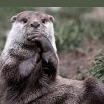 Questioning Otter meme