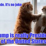 Sincere Cats | Dude. It's no joke; Trump is really President of the United States | image tagged in sincere cats | made w/ Imgflip meme maker