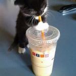 Thirsty kitten