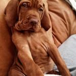 serious bloodhound
