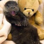 Excited Otter