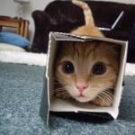 i is box cat