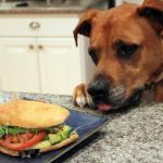 dog eating sandwich