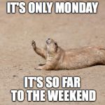 i don't think i'm gonna make it | IT'S ONLY MONDAY; IT'S SO FAR TO THE WEEKEND | image tagged in desperately seeking help,monday,squirrel | made w/ Imgflip meme maker