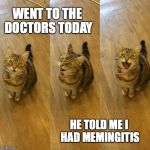 or even mewmemingitis | WENT TO THE DOCTORS TODAY; HE TOLD ME I HAD MEMINGITIS | image tagged in bad pun cat,cat | made w/ Imgflip meme maker