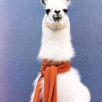 llama cachecol