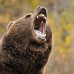 grizzly bear brum meme