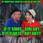 A hokeewolf granddaughter joke! | DID YOU KNOW YOU CAN TELL THE DIFFERENCE BETWEEN MALE AND FEMALE ANTS BY DROPPING THEM IN A GLASS OF WATER? IF IT SINKS - GIRL ANT. IF IT FLOATS - BOY ANT!! | image tagged in gilligan bad pun | made w/ Imgflip meme maker