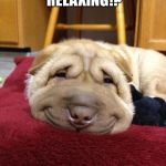 Sad Happy Dog | YOU AIN'T RELAXING!? CHILLLLLLLL | image tagged in sad happy dog | made w/ Imgflip meme maker