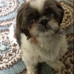 No Shih Tzu meme