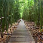 maui bamboo forest meme