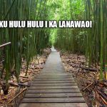 maui bamboo forest | I KU HULU HULU
I KA LANAWAO! | image tagged in maui bamboo forest | made w/ Imgflip meme maker