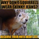 v( ‘.’ )v  sʇnN ɥɔnꟽ ooꓕ ʇsnᒋ | WHY DON'T SQUIRRELS WEAR SKINNY JEANS? BECAUSE THEIR NUTS WON'T FIT. | image tagged in bad pun squirrel,memes,squirrel week,squirrel nuts,a robroman event,craziness_all_the_way | made w/ Imgflip meme maker