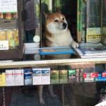 shop dog