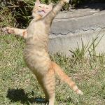 Dancing cat meme