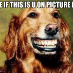 Happy Dog MF Meme | LIKE IF THIS IS U ON PICTURE DAY | image tagged in happy dog mf meme | made w/ Imgflip meme maker