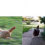 Chickens running