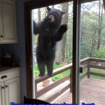 bear at the door | Excuse me ma'am,  but may I borrow some honey? | image tagged in bear at the door | made w/ Imgflip meme maker