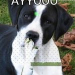 Dog Hmmmm | AYYOOO | image tagged in dog hmmmm | made w/ Imgflip meme maker