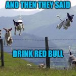DOGS | AND THEN THEY SAID; DRINK RED BULL | image tagged in dogs | made w/ Imgflip meme maker