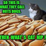 Too many hot dogs | SO THIS IS WHAT THEY CALL HOTS DOGS. THEN  WHAT' S  CAT  NIP ? | image tagged in too many hot dogs | made w/ Imgflip meme maker