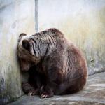 Sad Bear