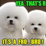 Spaceball Dogs | YEA. THAT'S RIGHT. IT S  A  FRO ,  BRO ! | image tagged in spaceball dogs | made w/ Imgflip meme maker